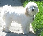 Havanese Havanese0315.jpg