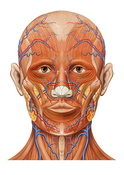 Talaksan:Head ap anatomy.jpg