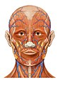 İnsan kafasının önden anatomik şeması