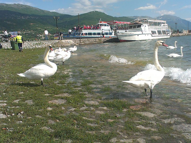 File:Hear swan in Ohrid Lake 2015.jpg