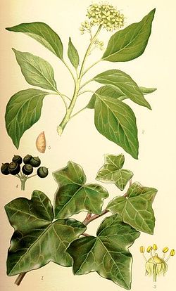 Hedera Helix murgröna.jpg