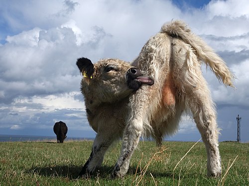 Bull calf on the Helgoland Oberland