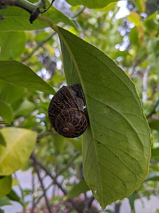 Snail on leaf