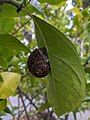 * Nomination: A garden snail, Helix aspersa, hanging from a leaf near Ainsley House in Campbell, California. --Grendelkhan 09:12, 16 May 2024 (UTC) * * Review needed