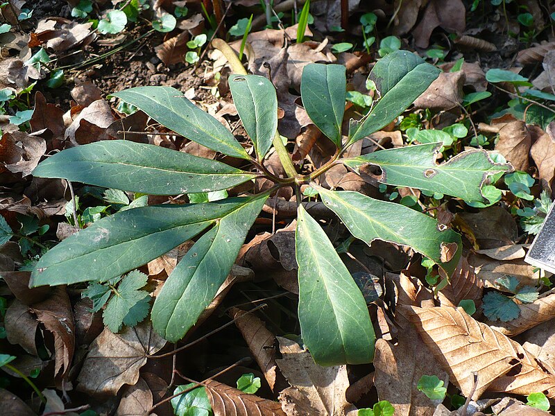 File:Helleborus niger Kőszeg2.jpg