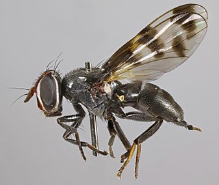 <i>Herina lugubris</i> Species of fly