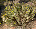 Pine Creek Canyon, NV