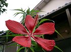 Hibiscus coccineus モミジアオイ