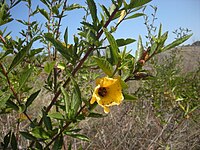 Hibiscus divaricatus