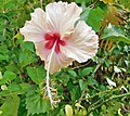 Hibiscus rosa-sinensis ('Madeline Champion').jpg