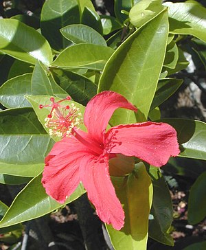 Hibisko