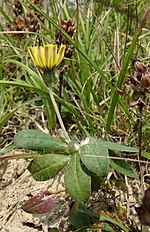 Miniatura para Hieracium pilosella