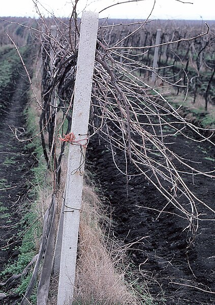 File:Hochkord einseitige Entwickl.jpg