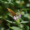 English: Silver-washed Fritillary (Argynnis paphia Female) in "Naturpark Hoher Vogelsberg" (Nature Park) near "Wilde Saudeck" Schotten, Hesse, Germany