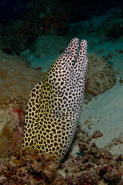 File:Honeycomb Moray.jpg