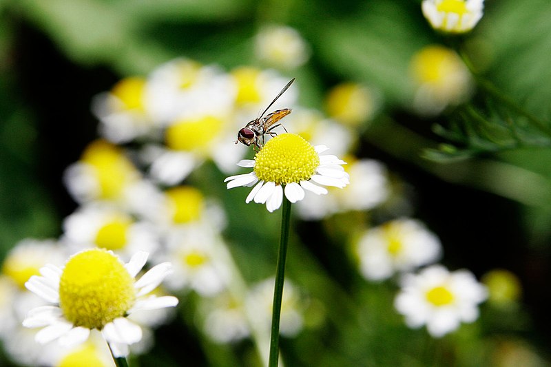 File:Hoverfly03.jpg