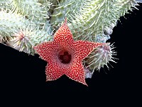 Huernia aspera