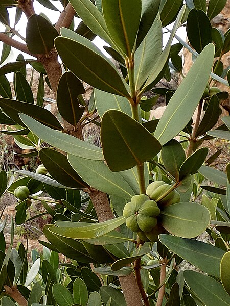 File:Hyaenanche globosa flowers Gifberg.jpg