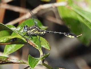 <i>Hylogomphus geminatus</i> Species of dragonfly