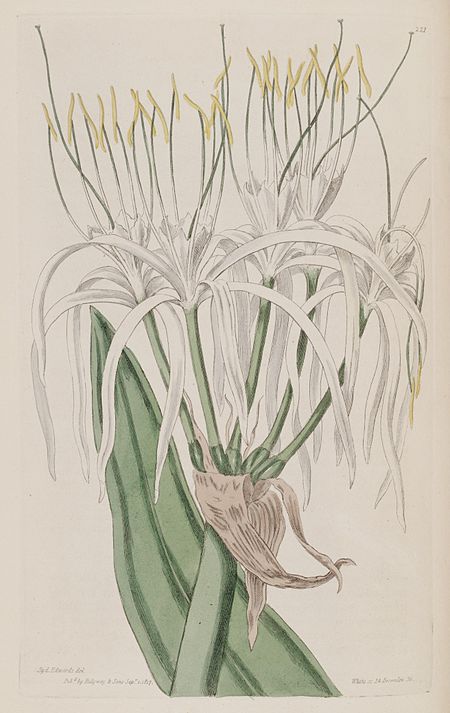 Hymenocallis caribaea
