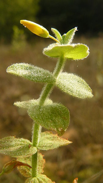 File:Hypericum elodes.JPG