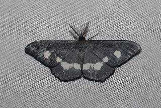 <i>Hyposidra</i> Genus of moths