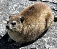 Rock hyrax can reach a length of 50 cm (20 in) and weigh around 4 kg (8.8 lb).