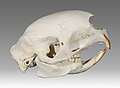 * Nomination Skull of Crested Porcupine --Archaeodontosaurus 11:37, 30 January 2011 (UTC) * Promotion Very good --George Chernilevsky 11:41, 30 January 2011 (UTC)
