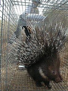 Indian crested porcupine in a trap Hystrix indica.JPG