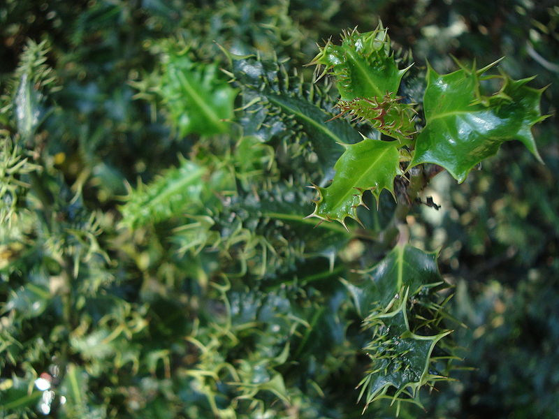 File:Ilex aquifolium ferox.JPG