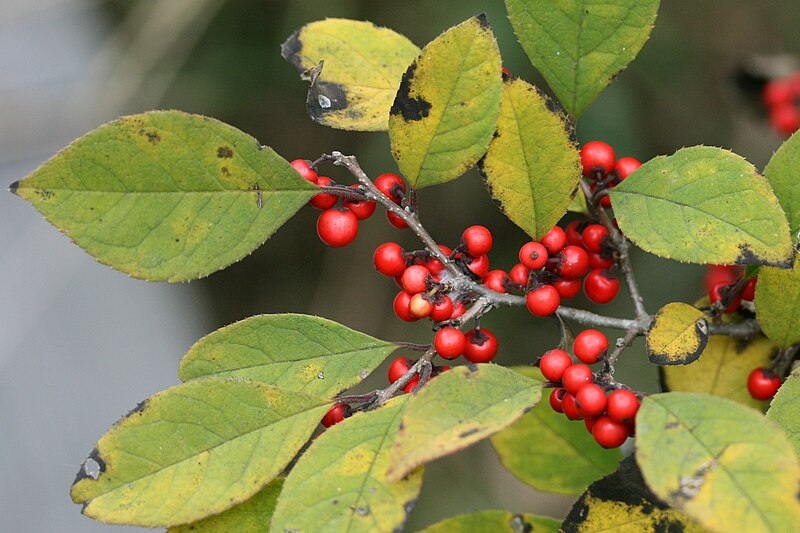 File:Ilex serrata fruit.jpg