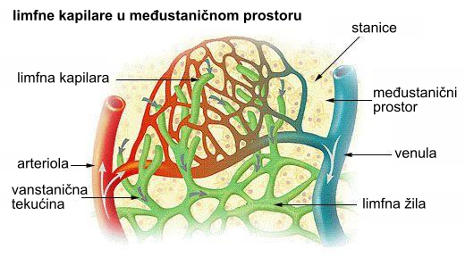 File:Illu lymph capillary hr.svg