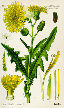 Illustration Sonchus arvensis0.jpg