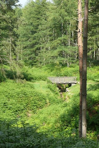 File:In Simonside forest - geograph.org.uk - 874100.jpg