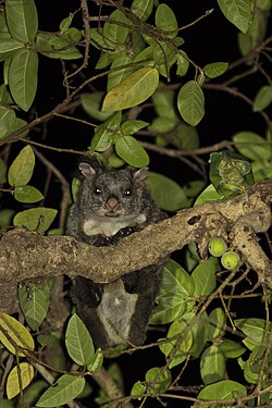 Indian Giant Flying Squirrel captured at Polo Forests, Sabarkantha, Gujarat India.jpg