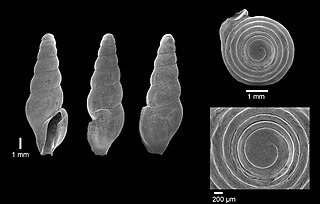 <i>Inodrillia acloneta</i> Species of gastropod