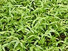 Инвазивна трева Wavyleaf Basketgrass (7508036864) .jpg