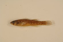 Iowa darter.jpg