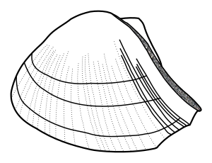 Ischyrinia winchelli