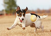 Jack Russell Terrier med en boll