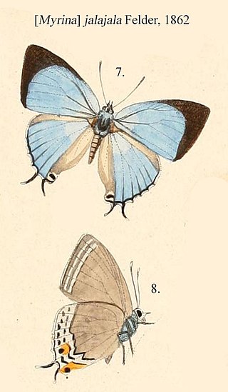 <i>Tajuria jalajala</i> Species of butterfly