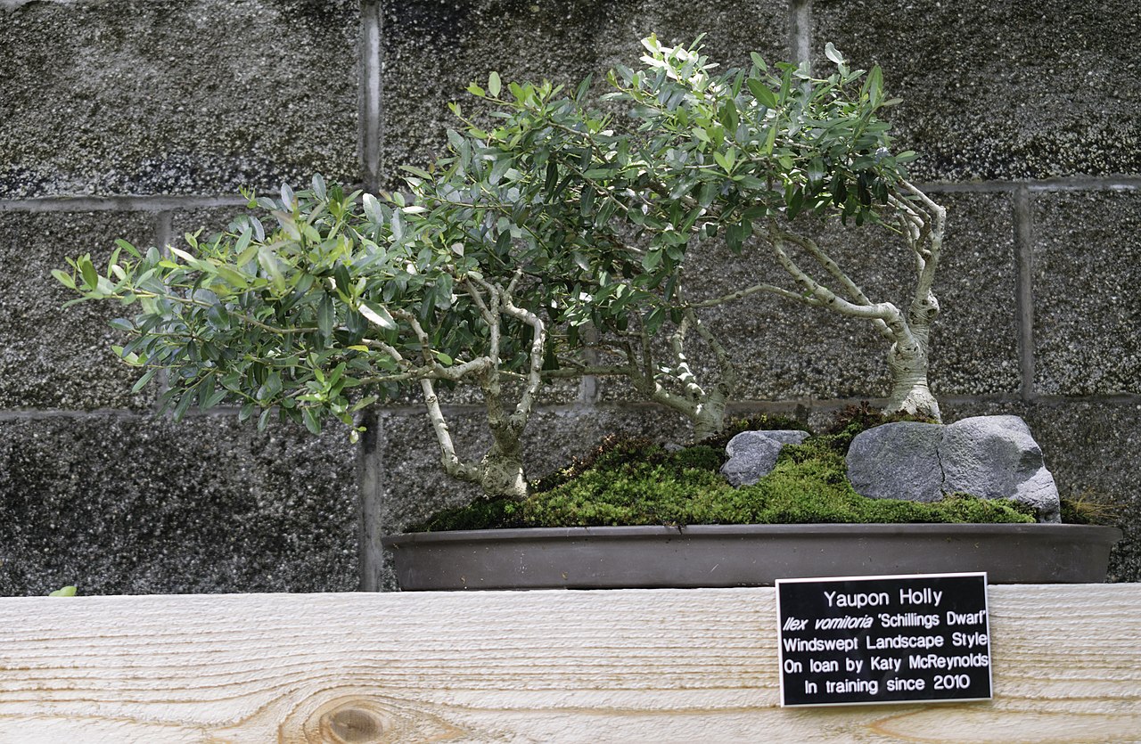 File Japanese Garden Yaupon Holly Bonsai Nbg Lr Jpg Wikimedia Commons.