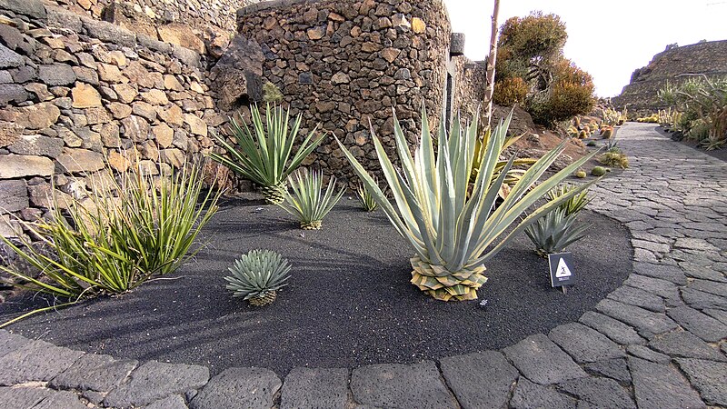 File:Jardin de Cactus (09-2021) 20.jpg