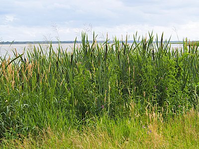 Pałka szerokolistna (Typha latifolia), manna mielec (Glyceria maxima), wierzbownica kosmata (Epilobium hirsutum), jezioro Jamno, 2019-07-02