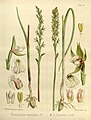 Prasophyllum australe (as syn. Prasophyllum lutescens ) volume 3 pt. 2 plate 110 B in: Joseph Dalton Hooker Flora Antarctica - vol. 3 pt. 2 (Orchidaceae) (1860)