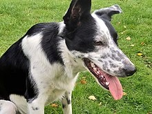 Border Collie - Wikipedia