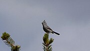 Thumbnail for File:Juniper Titmouse. Baeolophus ridgwayi - Flickr - gailhampshire (1).jpg