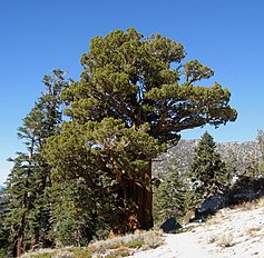 Tahoe Rim Trail, California