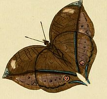 Junonia cymodoce1.JPG