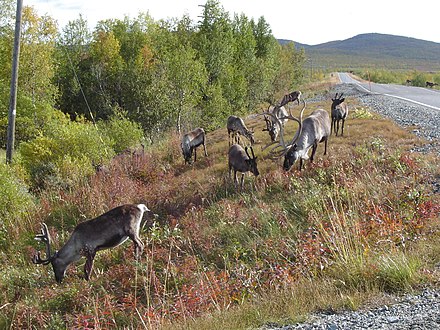 Reindeer by the road, fell landscape in the background (September)